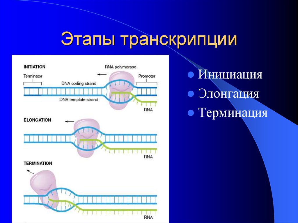 Терминация синтеза рнк. Первый этап транскрипции инициации. Этапы транскрипции инициация. Охарактеризуйте основные этапы транскрипции ДНК. Стадии транскрипции РНК инициация.