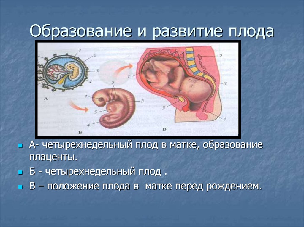 Развитие матки человека. Стадии внутриутробного развития плода. Образование эмбриона человека. Развитие эмбриона человека. Развитие зародыша.