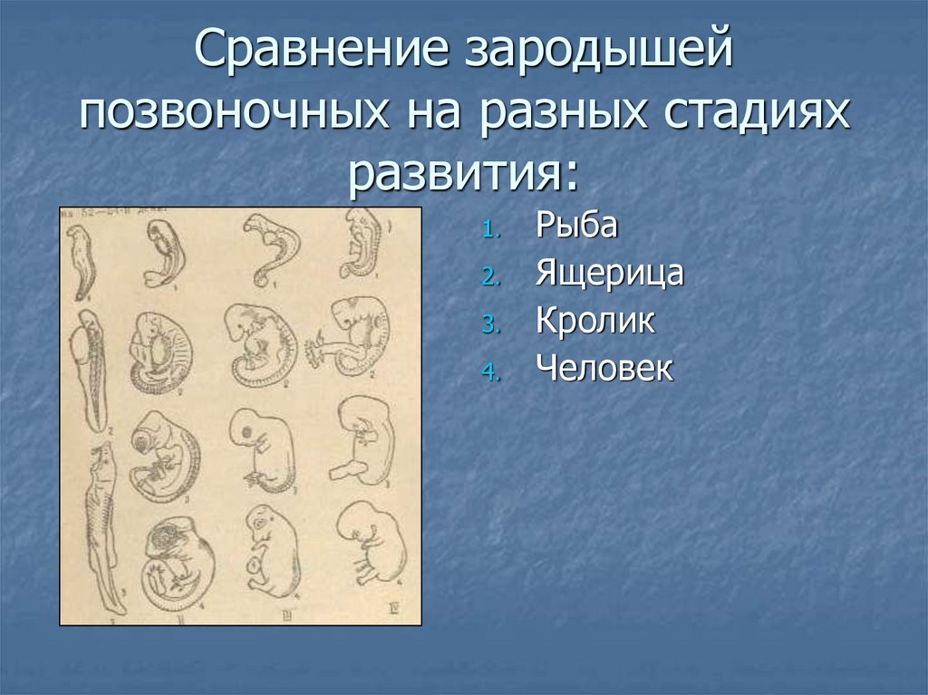 Сравните основные стадии зародышевого развития позвоночных используя рисунок 221