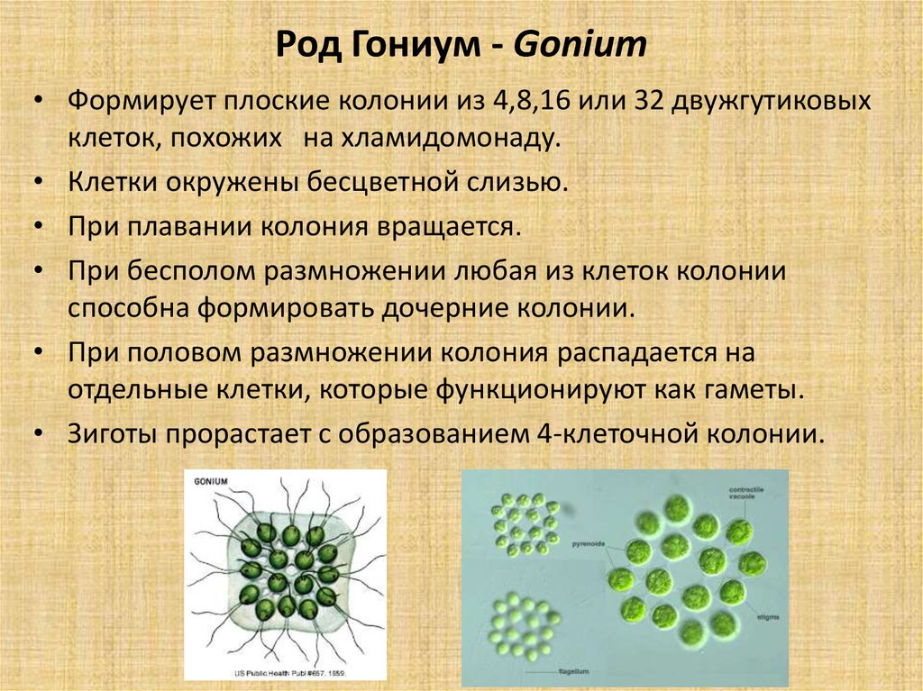 Организм имеющий колониальное строение. Колониальные водоросли гониум. Гониум колониальные простейшие. Гониум жгутиковые. Вольвокс эвдорина.