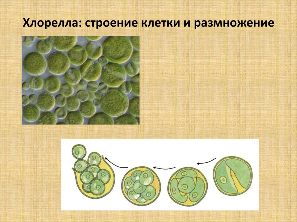Хлорелла отличается. Хлорелла водоросль строение. Строение клетки водоросли хлорелла. Хлорелла строение клетки. Хлорелла водоросль размножение.