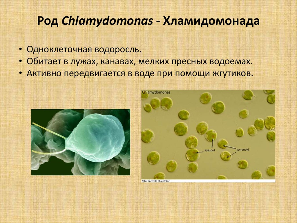 В каких биотехнологиях используют одноклеточные водоросли. Одноклеточные водоросли. Одноклеточные зеленые водоросли. Зелёные водоросли хламидомонада. Одноклеточная водоросль хламидомонада.