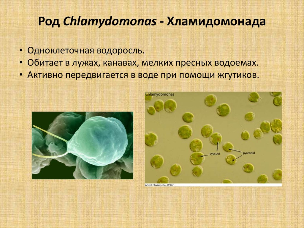 Культивирование одноклеточных зеленых водорослей технология 8 класс презентация