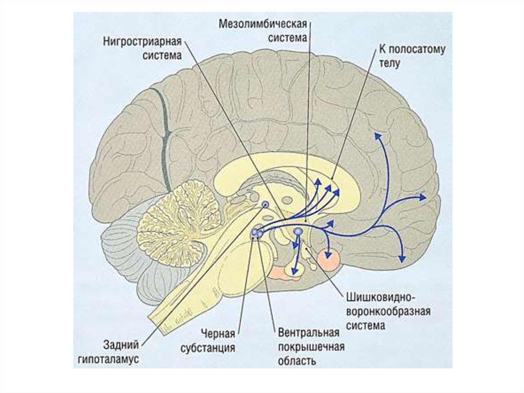 2 системы мозга. Мезолимбическая Дофаминовая система. Дофаминергическая система среднего мозга. Мезолимбический путь дофамина. Мезолимбическая система головного мозга.