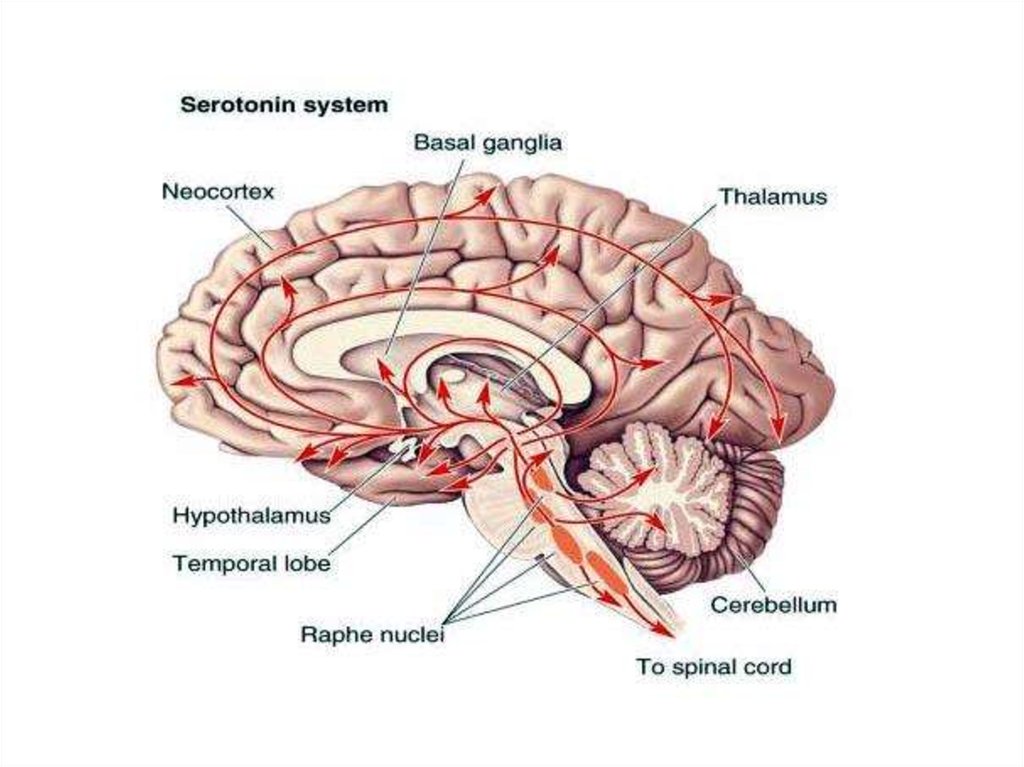 2 системы мозга. Серотонинергические ядра шва. Серотониновые рецепторы в головном мозге. Ядра шва серотонин. Серотонин локализация в мозге.