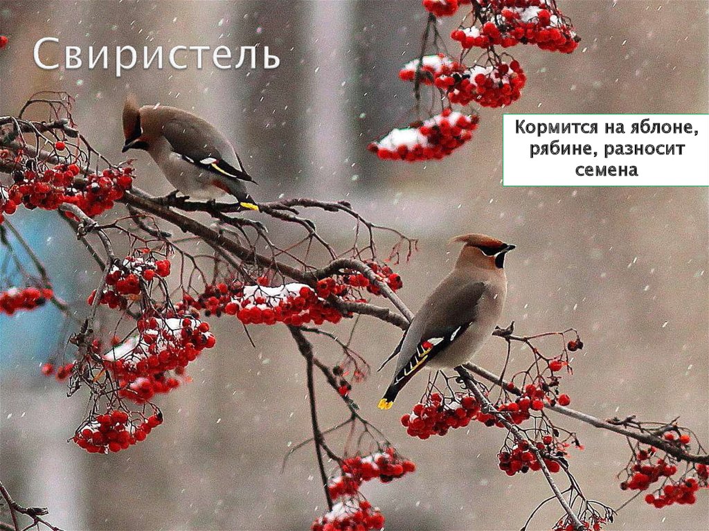 Свиристель