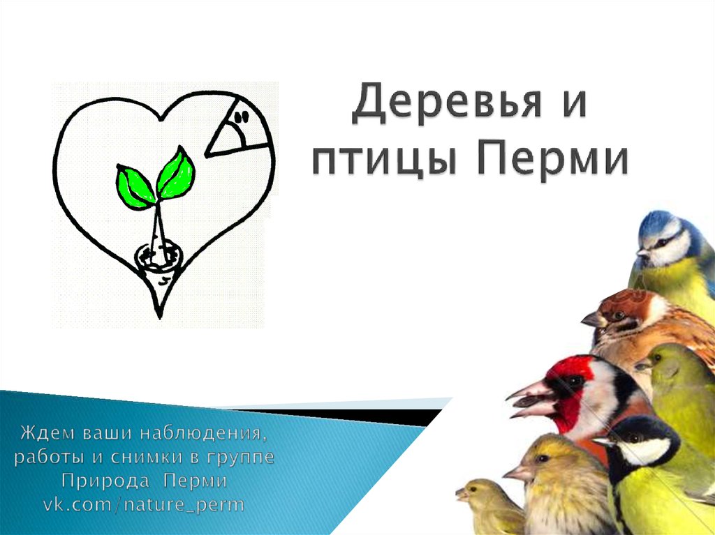 Деревья и птицы Перми