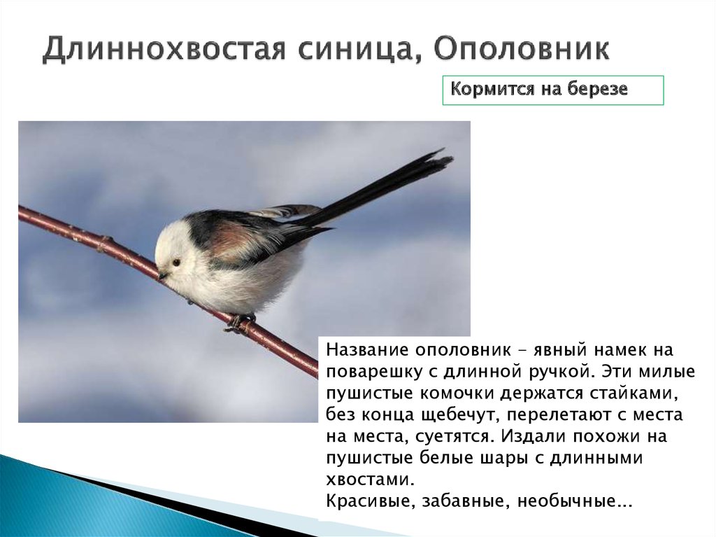 Длиннохвостая синица, Ополовник