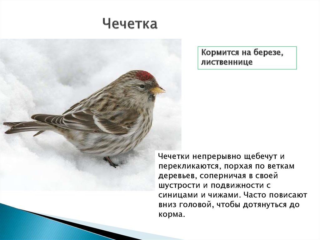 Птицы леса НСО - презентация онлайн