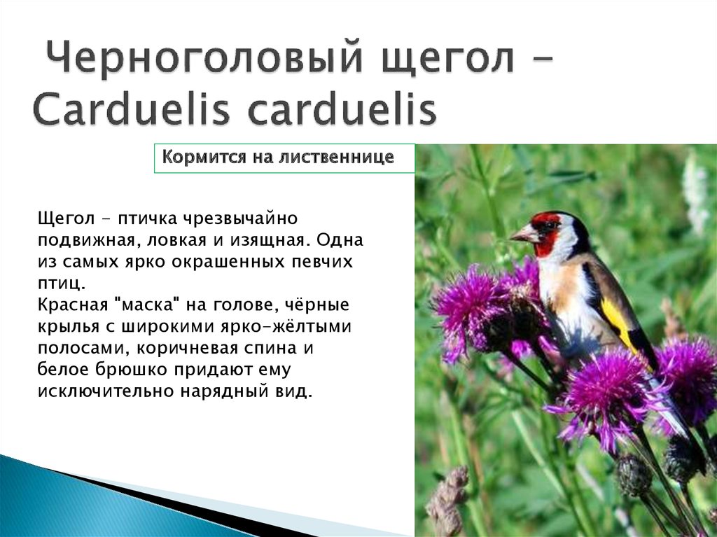 Черноголовый щегол - Carduelis carduelis