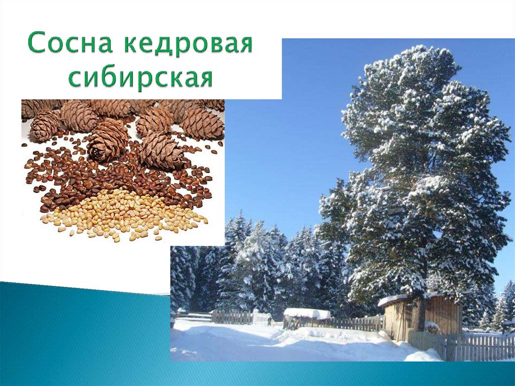 Сосна кедровая сибирская
