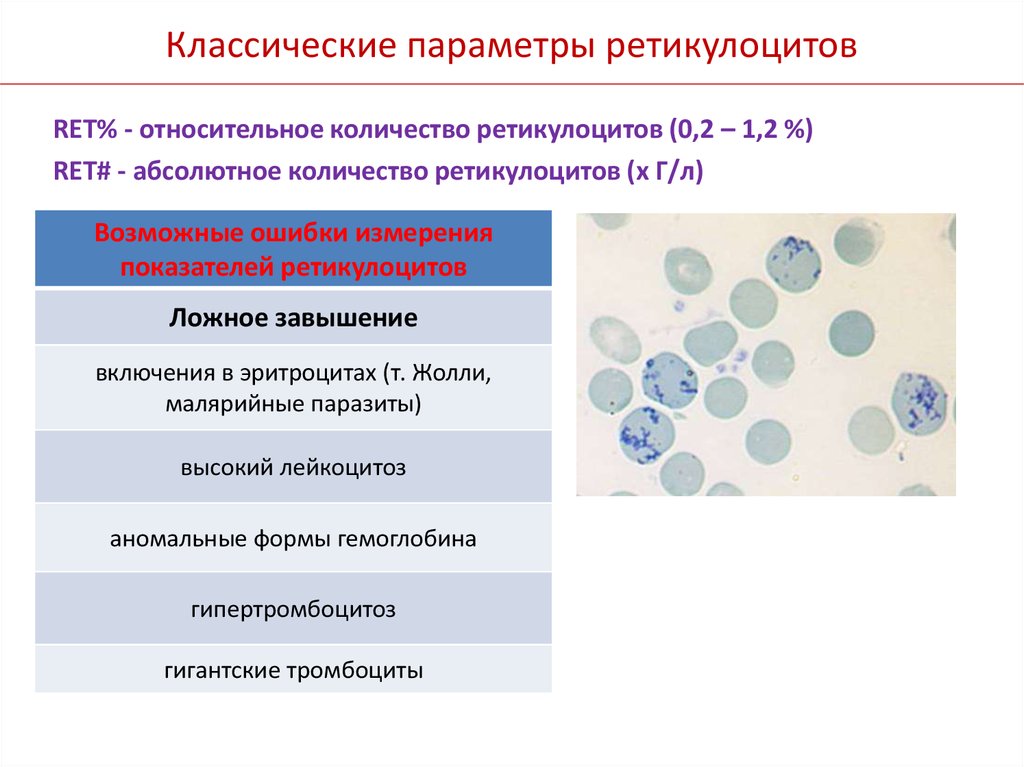 Ретикулоциты повышены