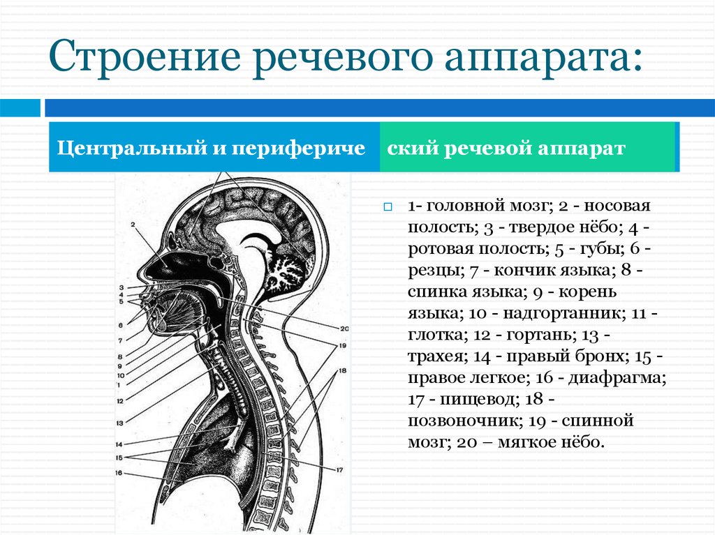 Речевые отделы. Строение периферического аппарата. Схема строение речевого аппарата Центральный и периферический. Строение периферического отдела речевого аппарата. Строение и функции центрального и периферического речевого аппарата..