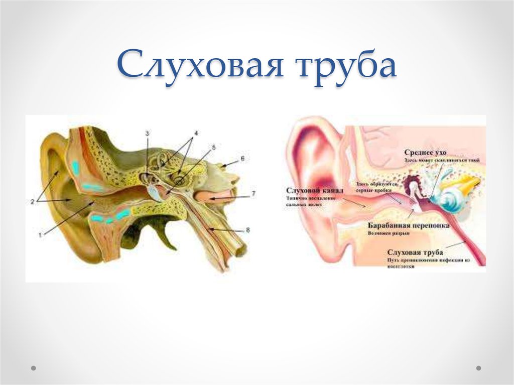 Особенности строения слуховой трубы какую функцию выполняет. Строение уха и евстахиевой трубы. Евстахиева труба анатомия строение. Строение уха евстахиева труба. Слуховая евстахиева труба строение.