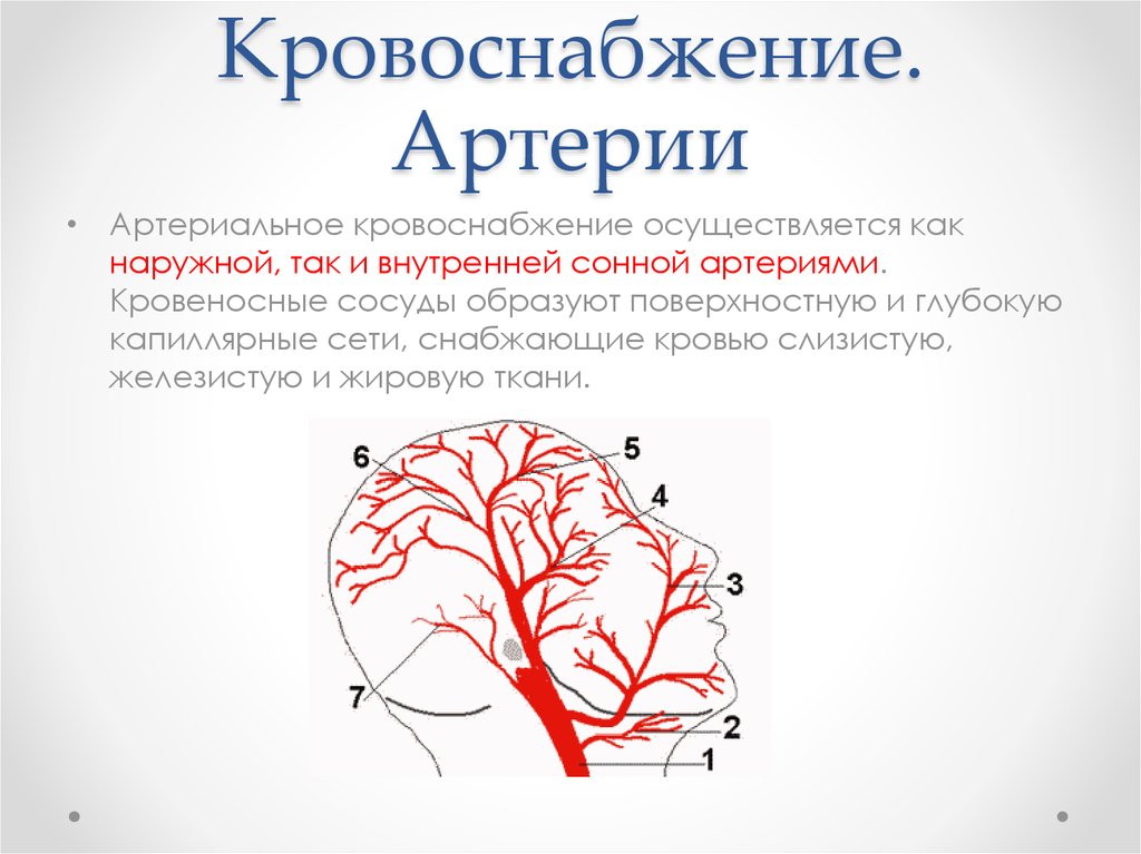 Скорость сонной артерии кровотока. Артерии внутреннего уха. Области кровоснабжения артерий. Внутренняя слуховая артерия. Кровоснабжение надпочечников артерии.