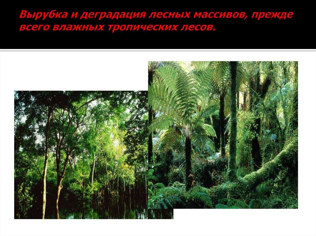 Характеристика тропического леса. Вырубка и деградация лесных массивов влажных тропических лесов. Деградация тропических лесов. Деградация лесных массивов. Защита тропического леса.