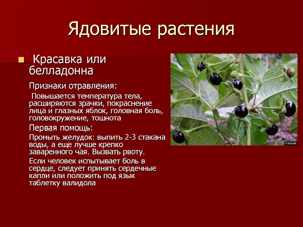 Насколько ядовит. Ядовитые растения. Признаки ядовитых растений. Признаки ядовитии растений. Призраки ядовитых растений.