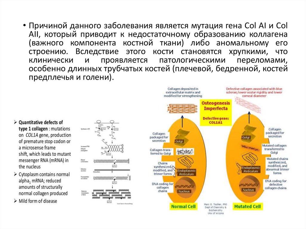 Несовершенный Одонтогенез. Несовершенный остеогенез распространенность. Остеогенез участие витамина д. Несовершенный остеогенез 1 типа.