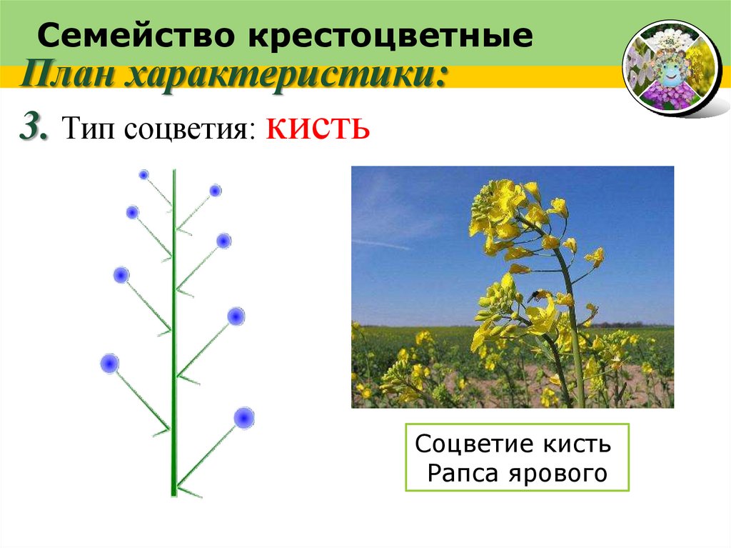 Крестоцветным характерно. Крестоцветные соцветие метелка. Семейство крестоцветные соцветие кисть. Соцветие крестоцветных растений. Соцветие кисть у крестоцветных.