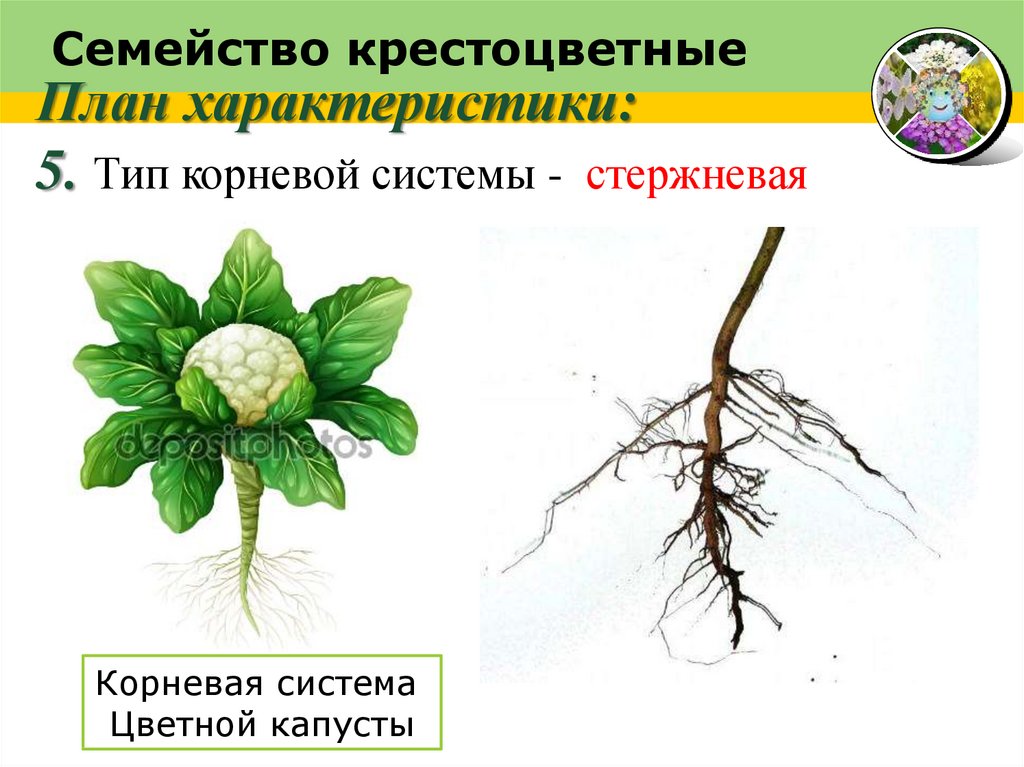 Презентация 6 класс биология семейства класса двудольные