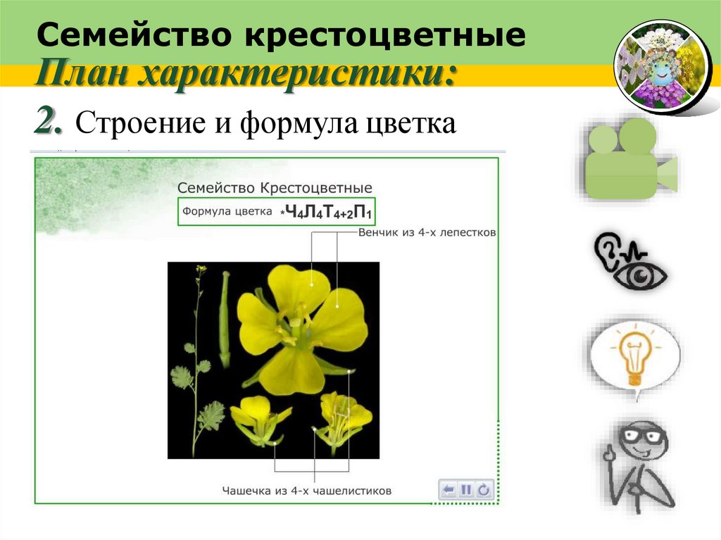 Характеристика семейства крестоцветные 6 класс по плану