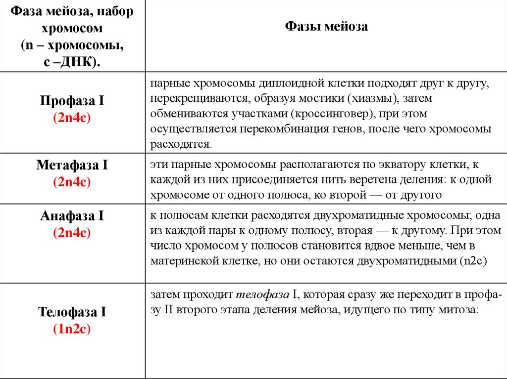 Число хромосом и днк в мейозе. Мейоз фазы таблица набор хромосом. Хромосомный набор в фазах мейоза. Мейоз фазы и процессы таблица. Мейоз стадии таблица набор хромосом.