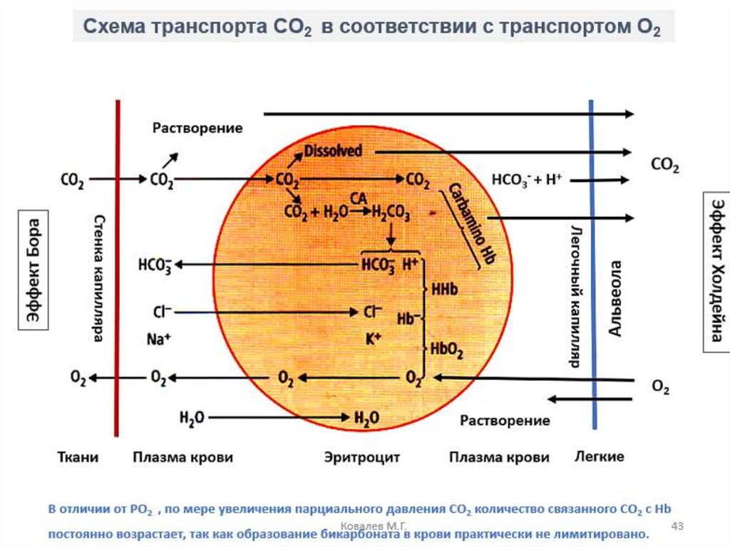 Транспорт кровью кислорода и двуокиси углерода схема