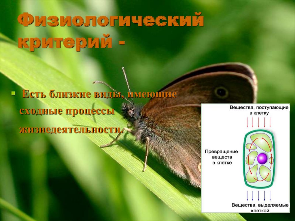 Ближайший вид. Есть близкие виды, имеющие сходные процессы жизнедеятельности..