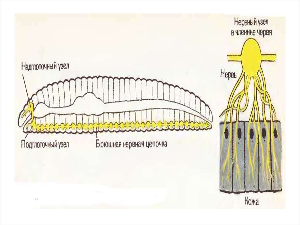 Нервная система кольчатых