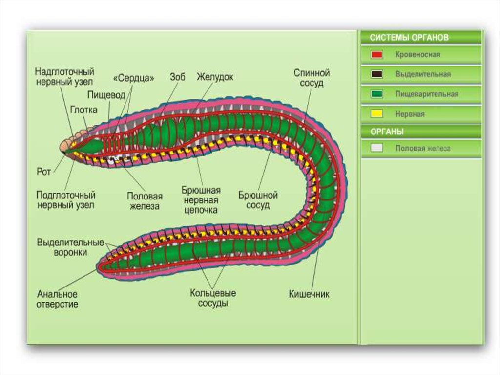 Внутреннее строение кольчатых. Кольчатые черви внутреннее строение. Кровеносная система кольчатых червей 7 класс биология. Строение кольчатые черви биология. Общее строение кольчатых червей.