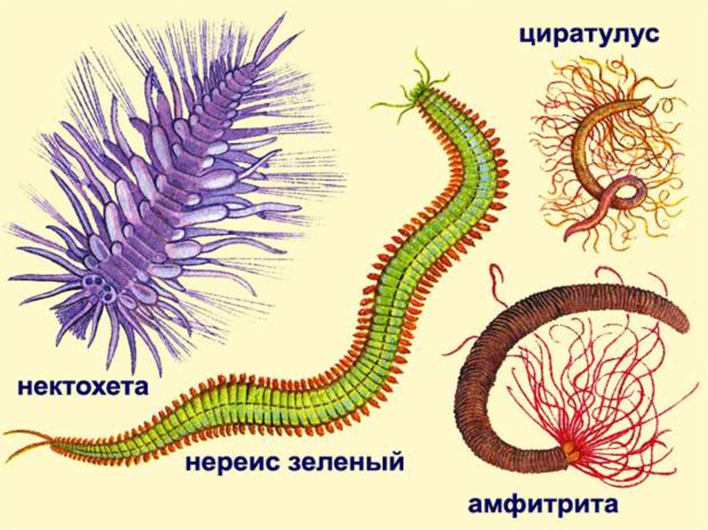 Кольчатые черви названия. Nereis многощетинковые черви. Представители многощетинковых червей. Тип кольчатые черви класс многощетинковые. Тип кольчатые черви полихеты.