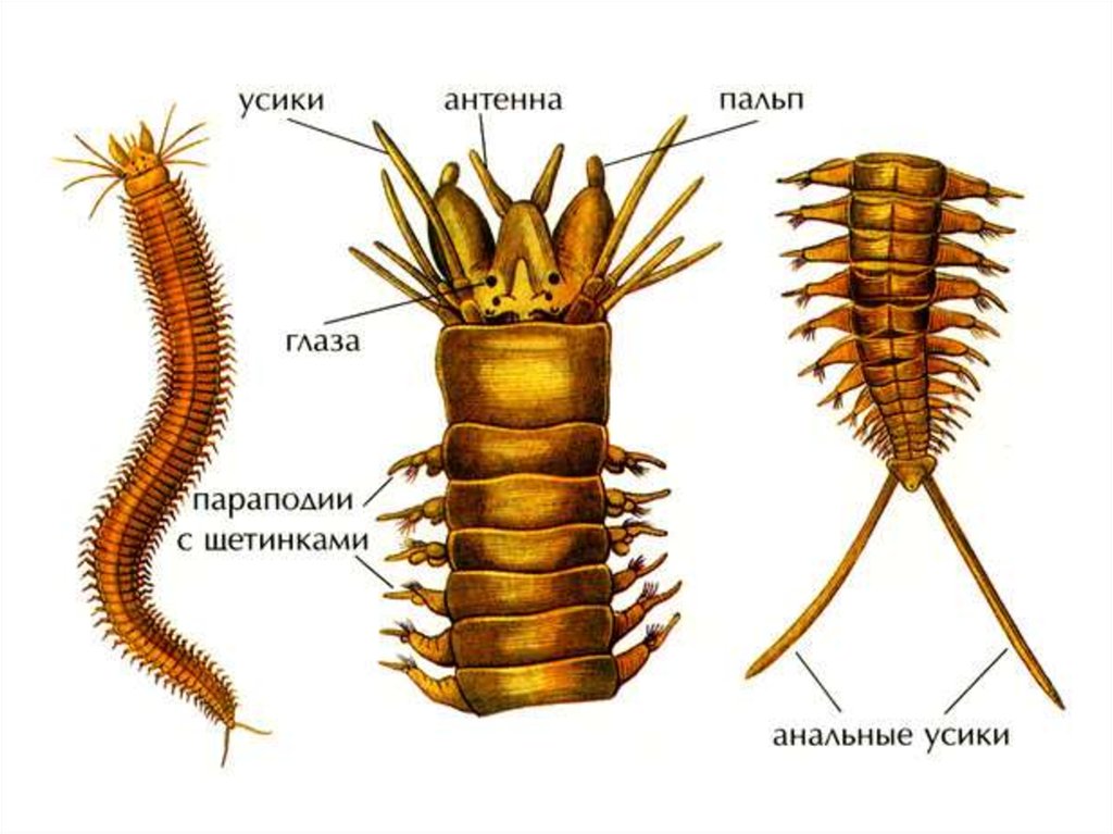 Нереис червь рисунок