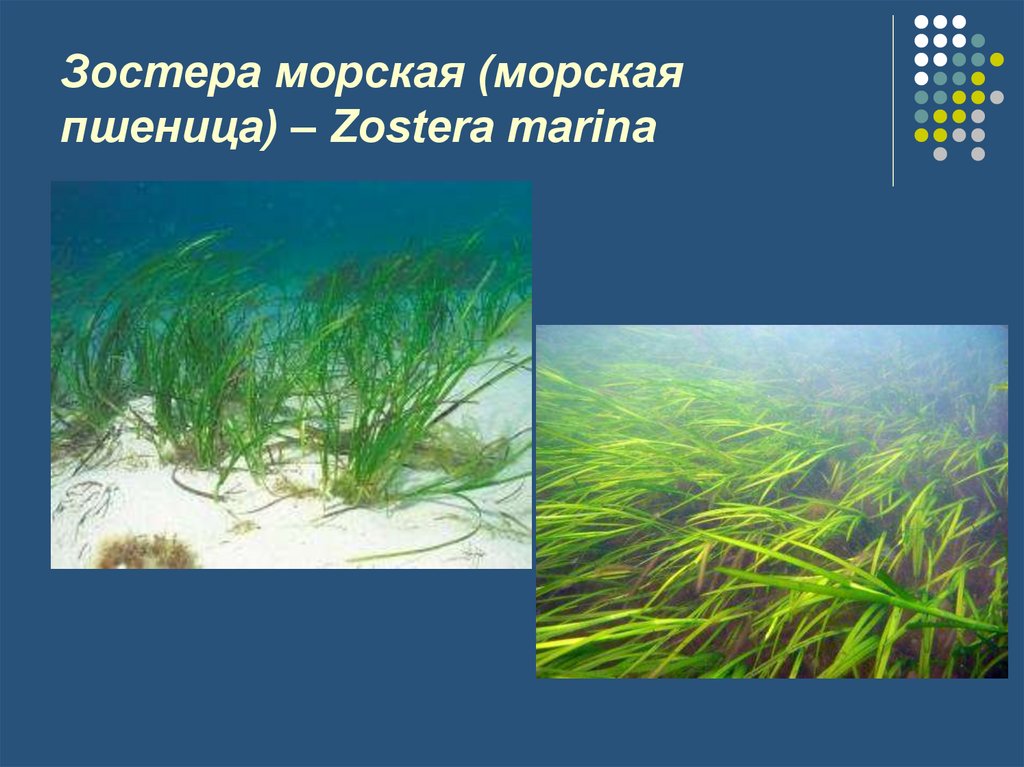 Водоросли семенные. Зостера взморник. Зостера малая (Zostera noltii).