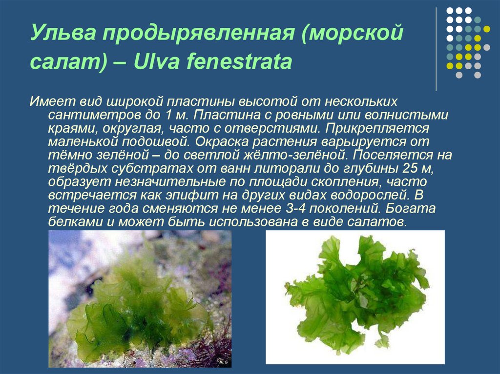 Польза водорослей. Ульва фенестрата. Сообщение про водоросль Ульва. Рассказ про водоросли Ульва. Водоросли черного моря Ульва.