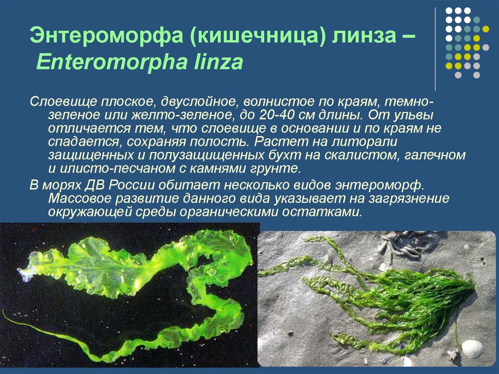 Водоросли россии. Энтероморфа кишечница водоросль. Энтероморфа водоросль описание. Зеленая водоросль энтероморфа. Энтероморфа линза.