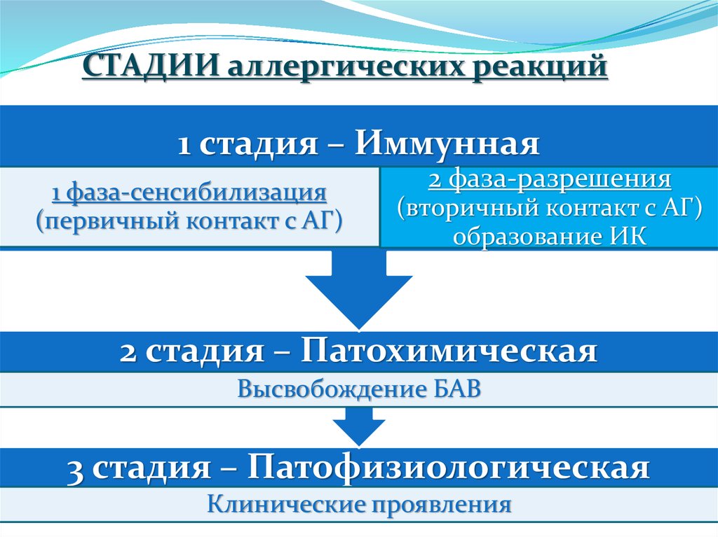 Этапы развития аллергической реакции. Иммунологическая стадия аллергической реакции 1 типа. Фазы аллергической реакции 1 типа. Фазы аллергической реакции схема. Стадии развития аллергических реакций иммунология.