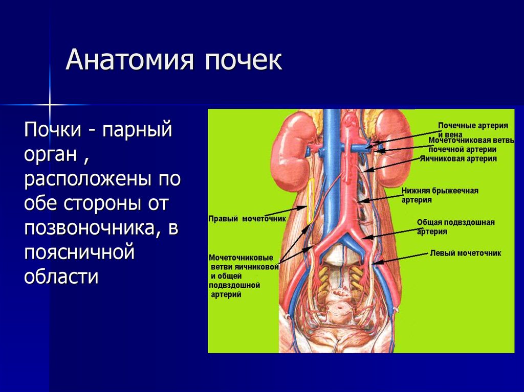 Мочеточник у мужчин фото