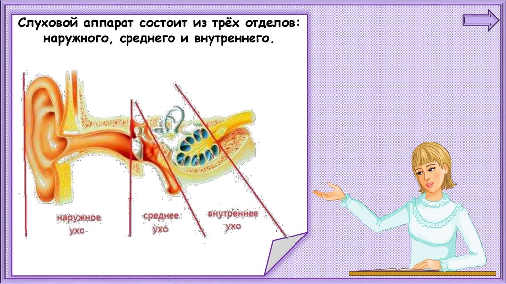 Презентация по окружающему миру 1 класс почему звенит звонок