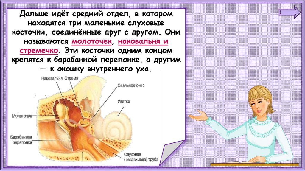 Презентация 1 класс почему их так назвали