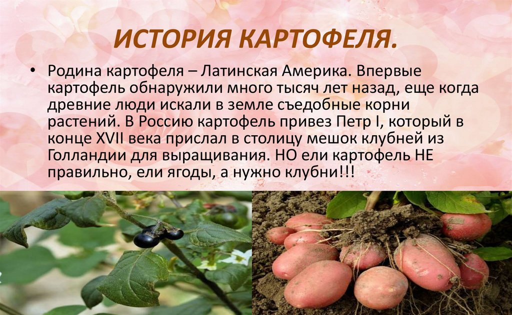 Появление картофеля в россии