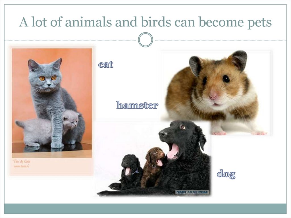 Pets презентация. Презентация Pets and other animals. Тема Pets and other animals. Презентации на тему Pets. Pets and other animals 3 класс.