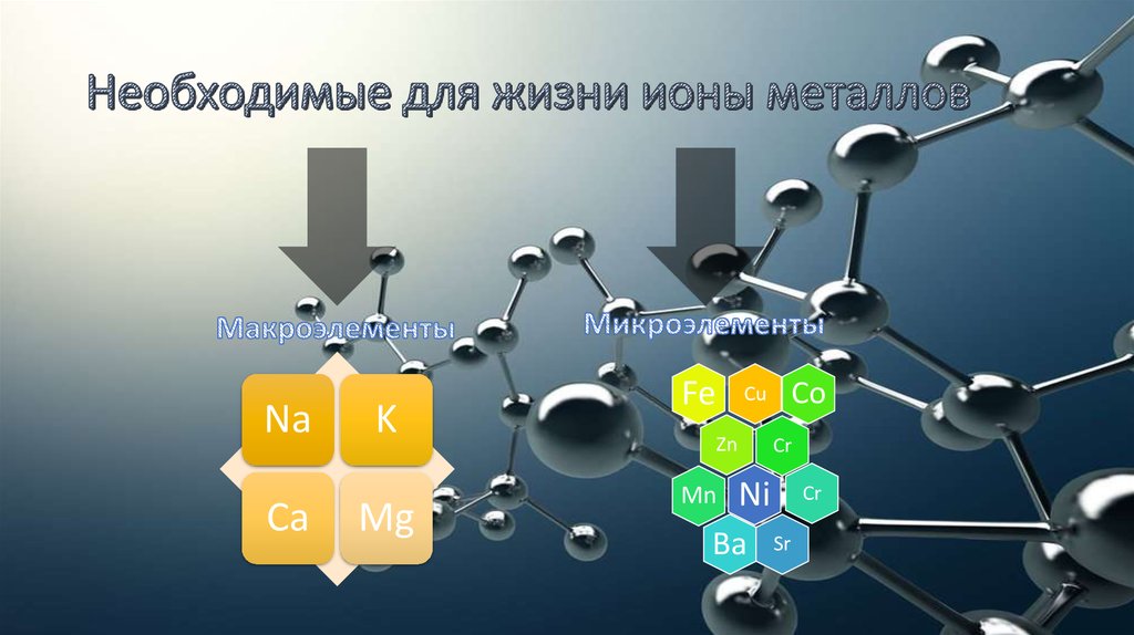 Необходимые для жизни ионы металлов