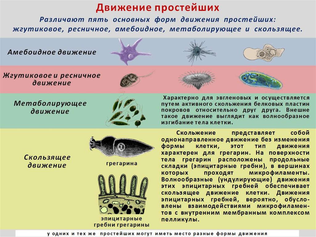 Движения характерные для животных. Способы движения простейших. Способы передвижения простейших. Простейшие виды движения. Способы движения простейших животных.