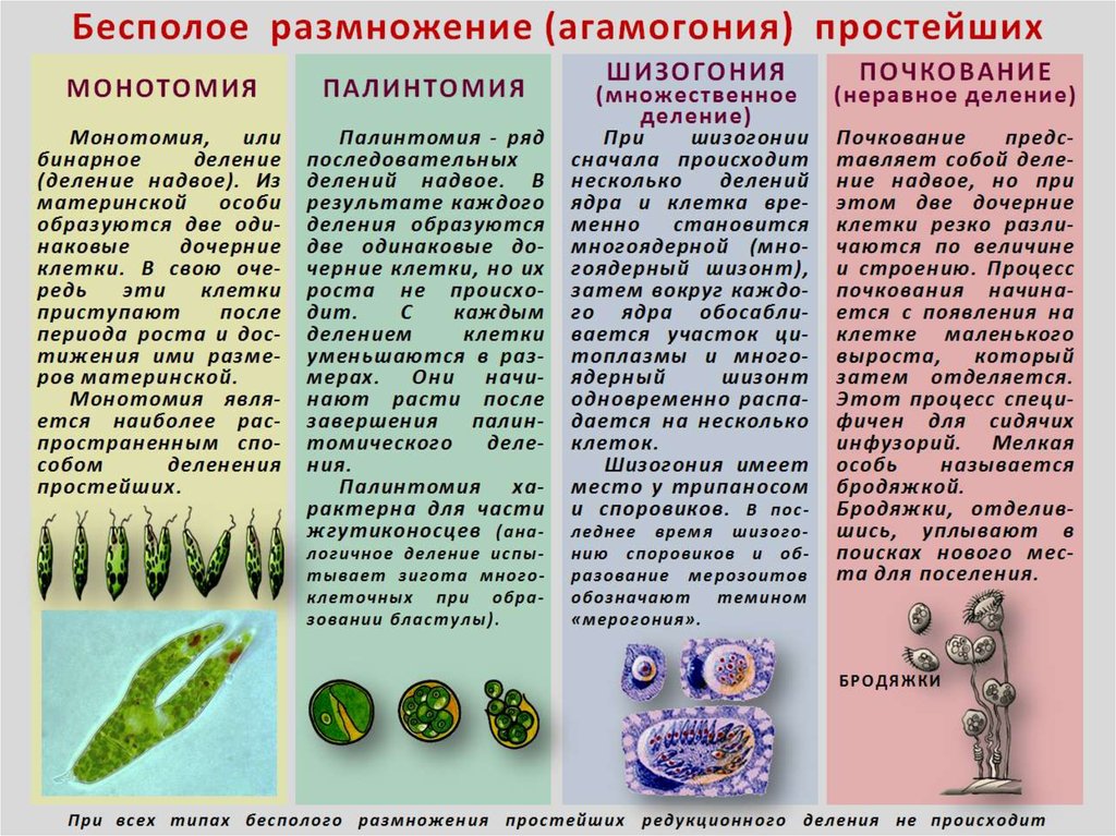 Способ бесполого. Размножение простейших. Размножение простейших одноклеточных. Бесполое размножение простейших. Размножение делением простейших.