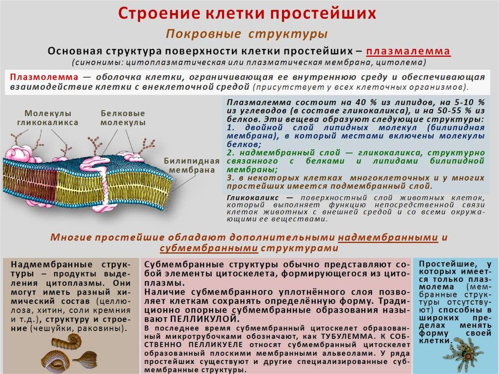 Клеточная мембрана это молекулярная структура впр физика. Клеточная оболочка простейших. Оболочка клеток простейших. Протисты клеточная оболочка. Строение клетки простейших.