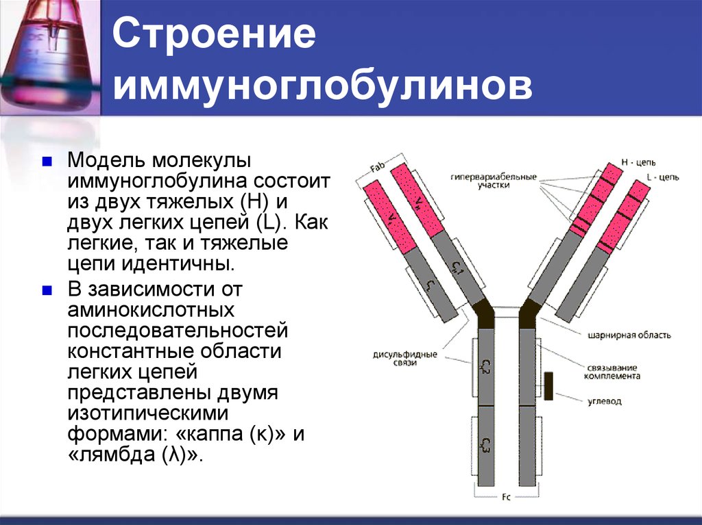 Схема иммуноглобулина. Структура иммуноглобулина тяжелая легкая цепь. Легкие цепи иммуноглобулинов Каппа и лямбда в сыворотке крови.