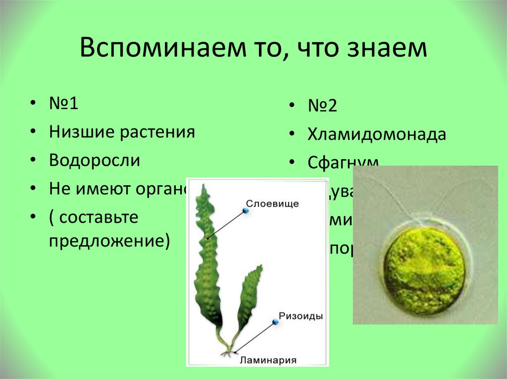 Сходство строения мха и строения водорослей. Водоросли низшие растения. Низшие растения слоевище. Водоросли не имеют. Тело низших растений.