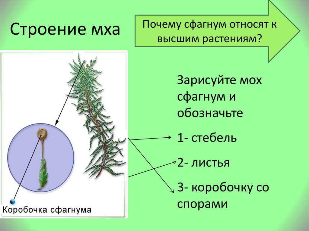 Органы зеленого мха