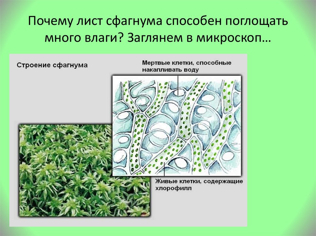 Из каких исходных клеток образуются листья мха
