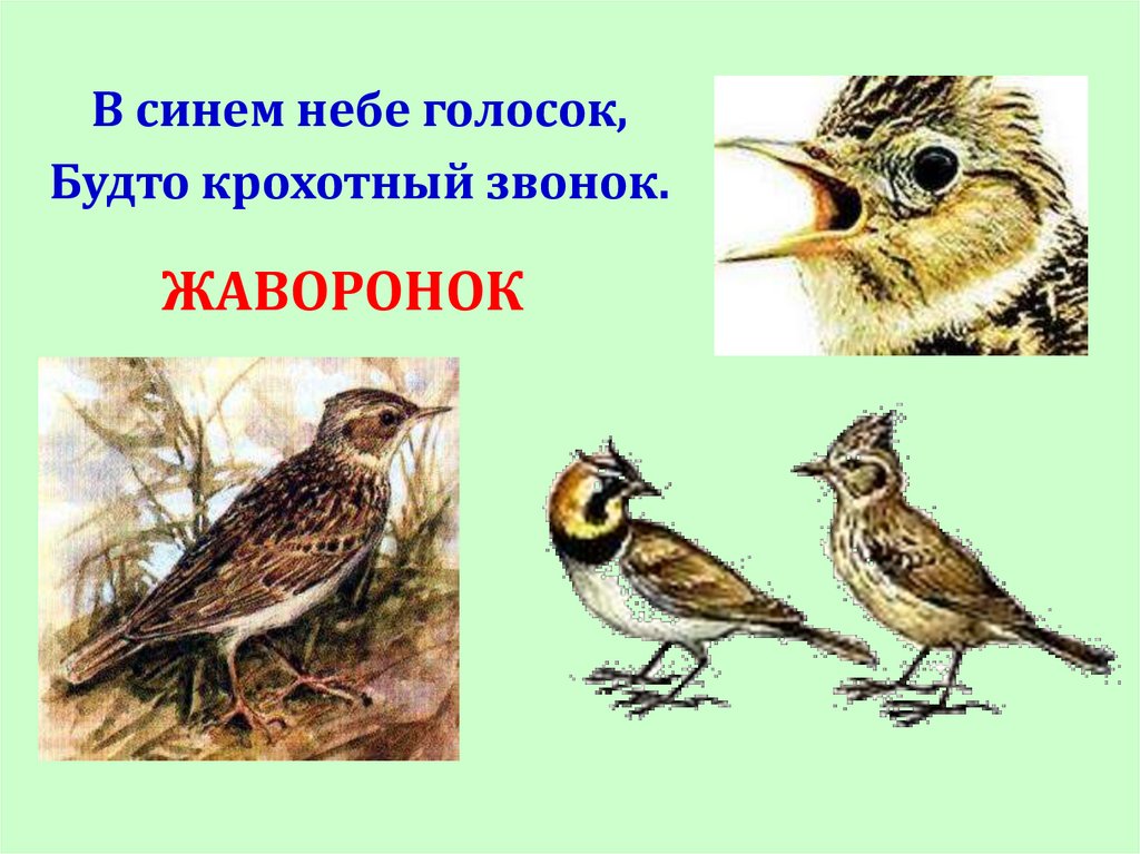 Голосок. Загадка про жаворонка. Загадка про жаворонка для детей. В синем небе голосок будто крохотный звонок. Загадки о птицах Жаворонок.